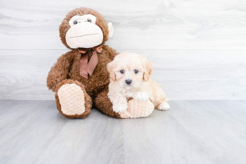 Cavachon Pup Being Cute