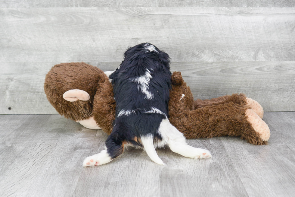Best Cavalier King Charles Spaniel Baby