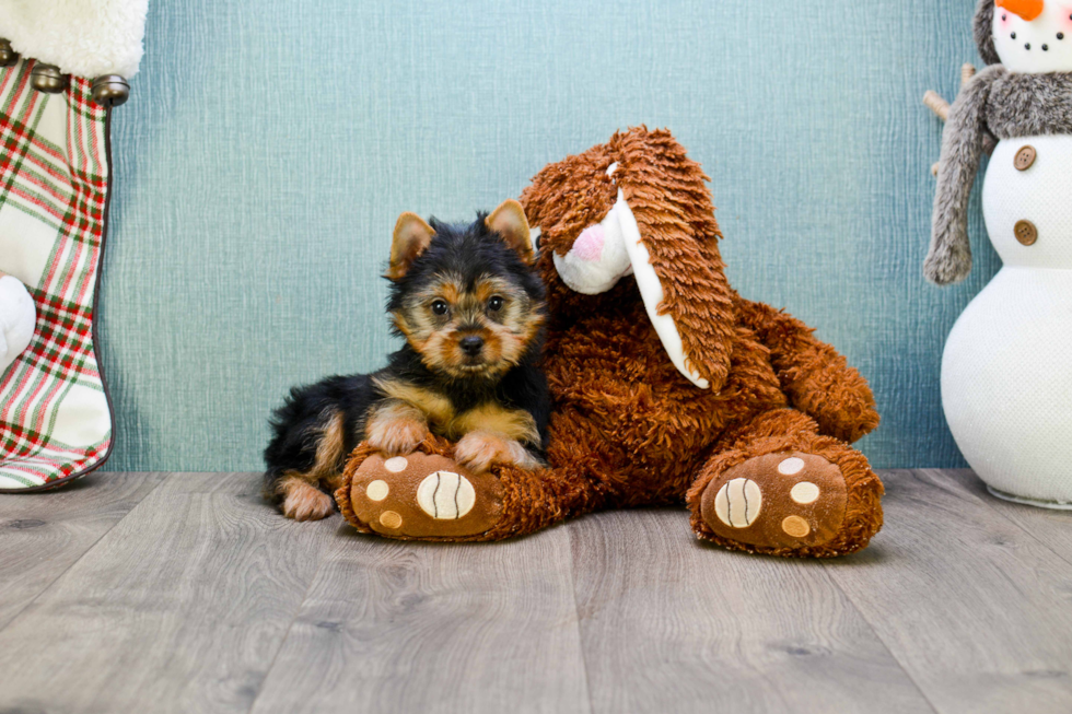 Meet Rebecca - our Yorkshire Terrier Puppy Photo 