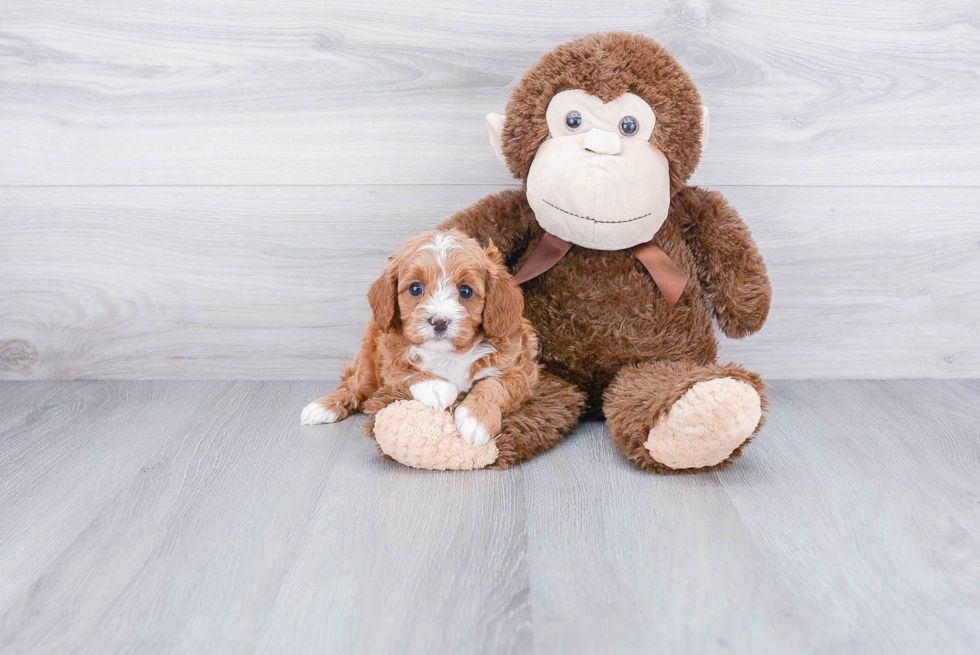 Adorable Cavoodle Poodle Mix Puppy