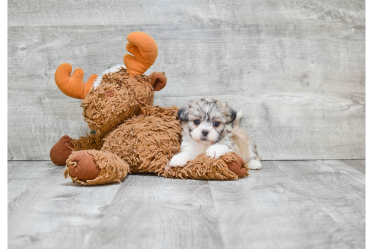 Teddy Bear Puppy for Adoption