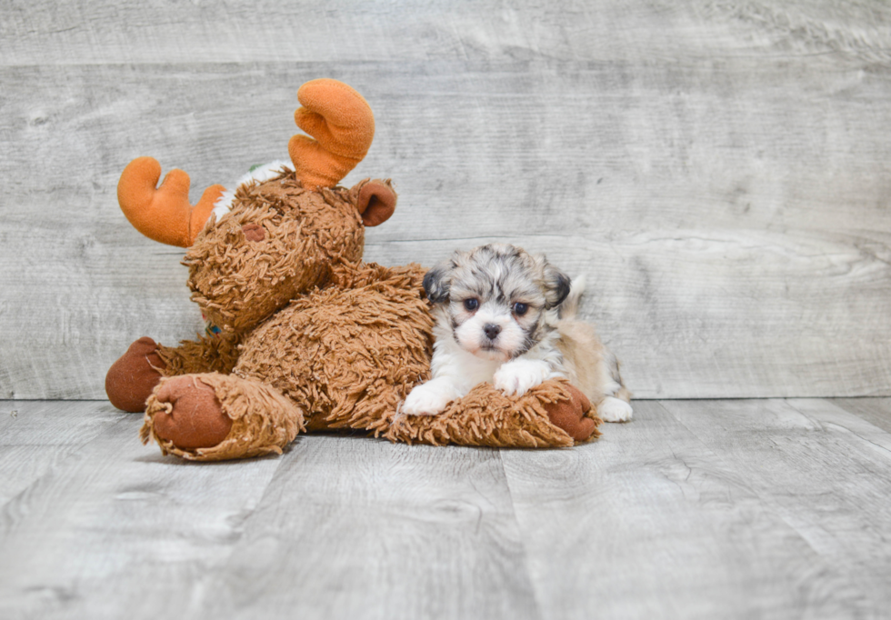 Teddy Bear Puppy for Adoption