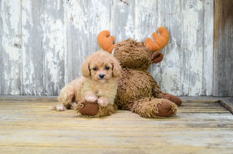 Cavapoo Puppy for Adoption