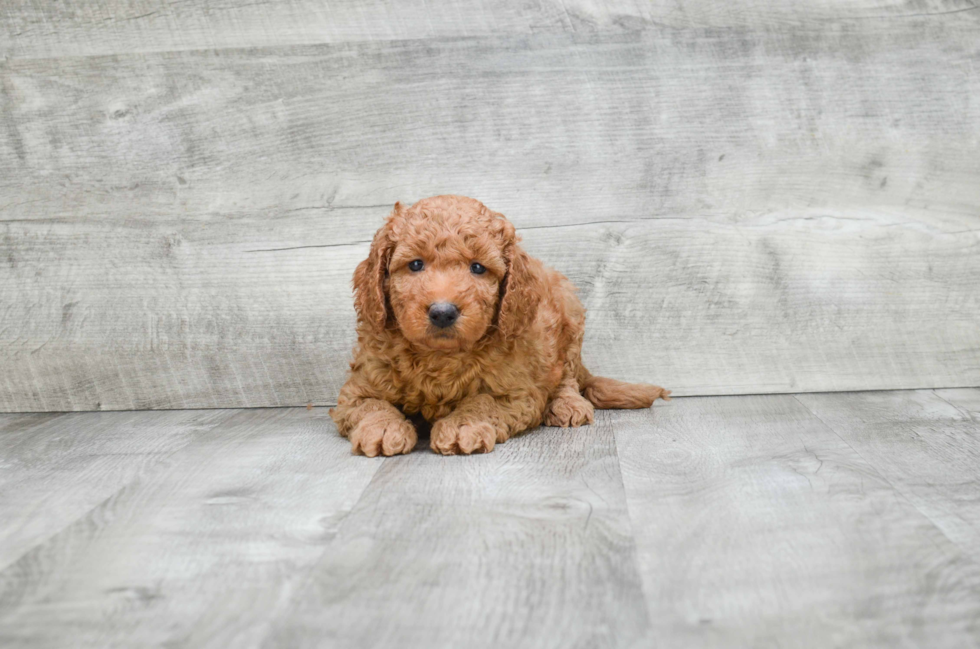 Mini Goldendoodle Pup Being Cute