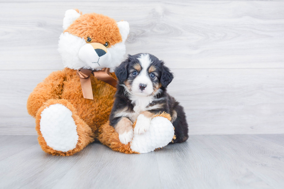 Popular Mini Aussiedoodle Poodle Mix Pup