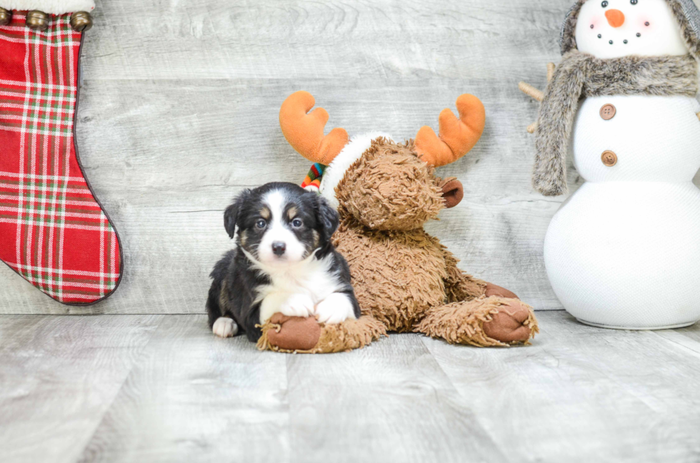 Hypoallergenic Aussiepoo Poodle Mix Puppy