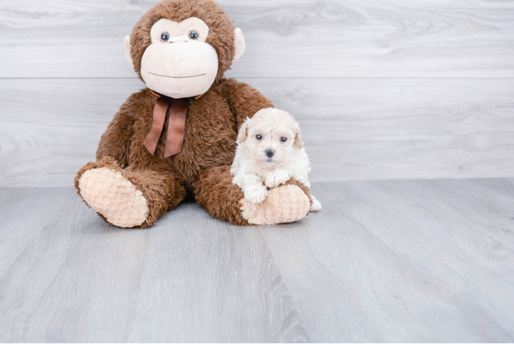 Best Maltipoo Baby