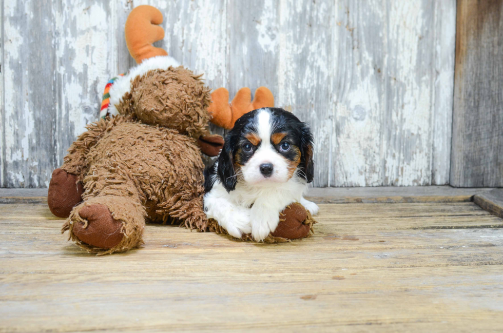 Energetic Cavalier King Charles Spaniel Purebred Puppy