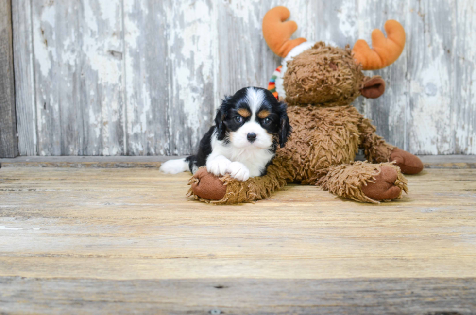 Popular Cavalier King Charles Spaniel Baby