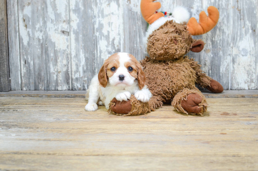 Friendly Cavalier King Charles Spaniel Baby