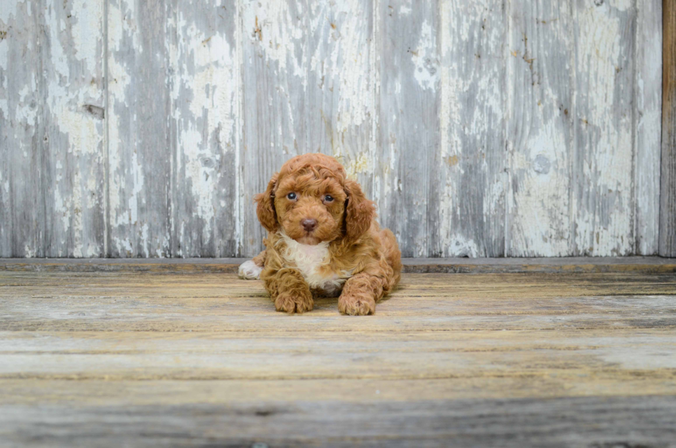 Best Cavapoo Baby