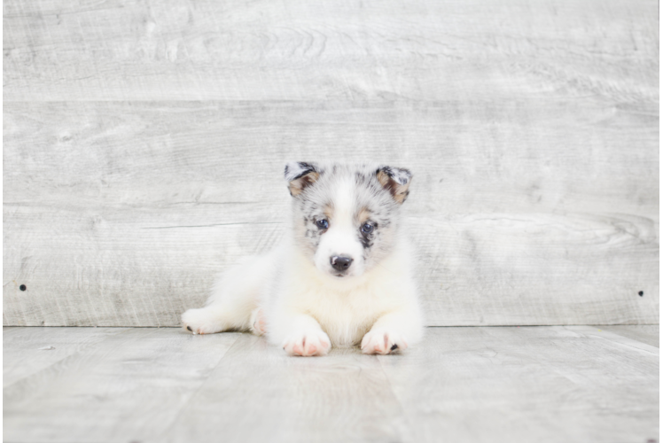 Fluffy Pomsky Designer Pup