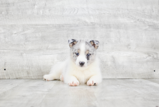 Fluffy Pomsky Designer Pup