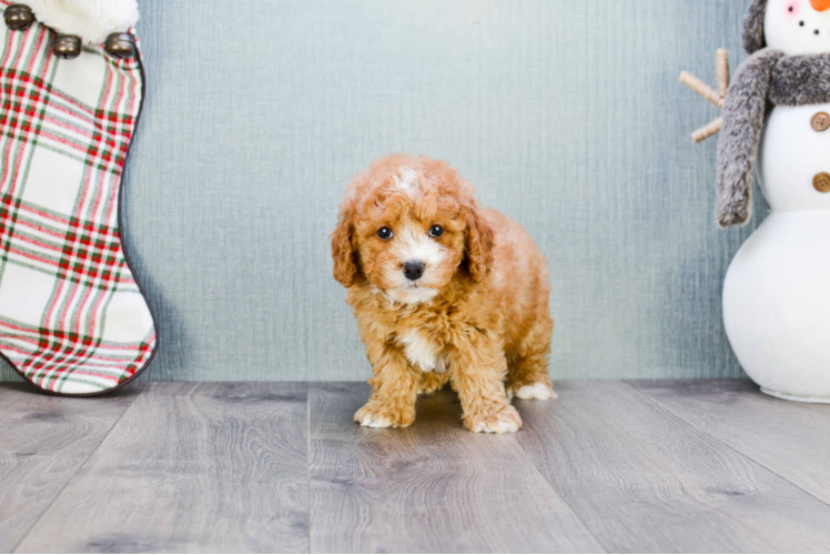 Mini Goldendoodle Pup Being Cute