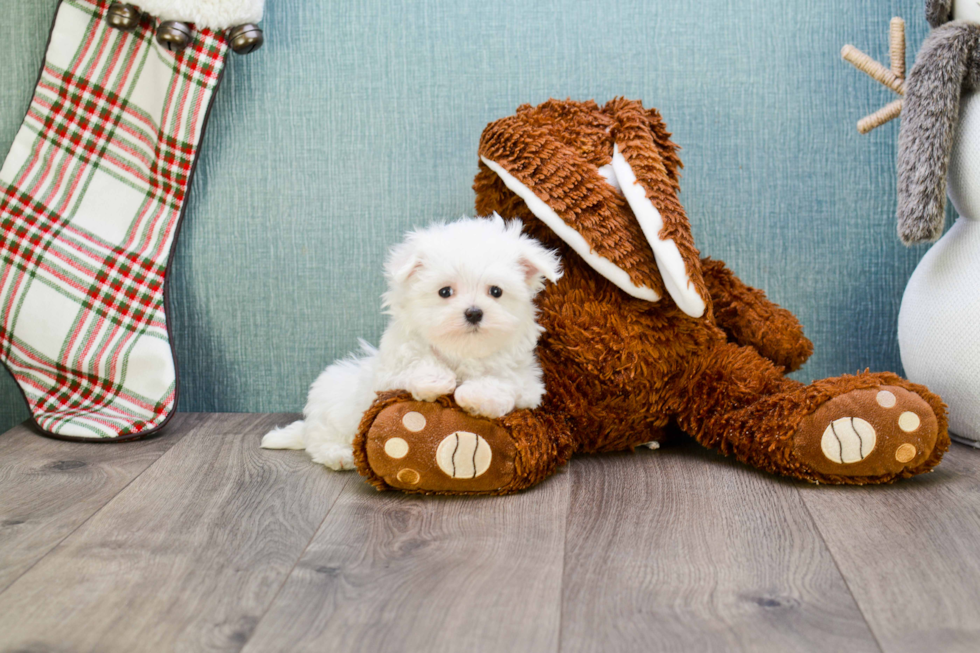 Hypoallergenic Maltese Baby