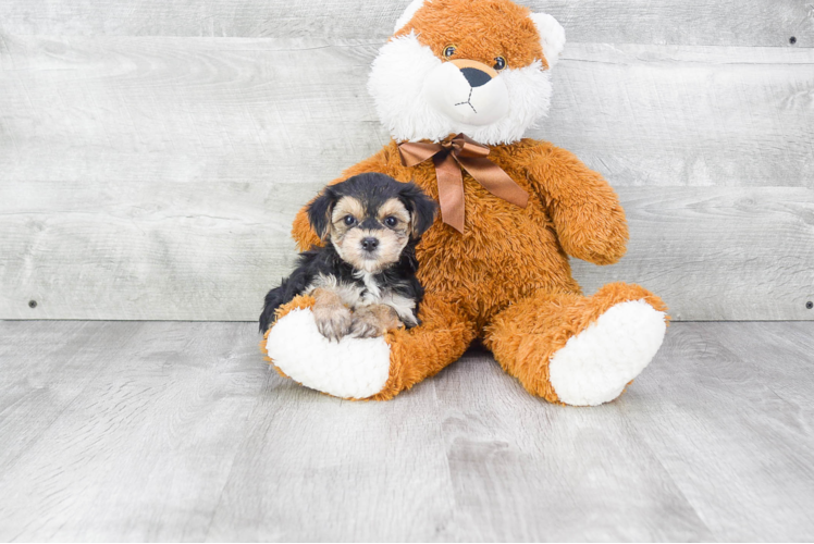 Morkie Puppy for Adoption
