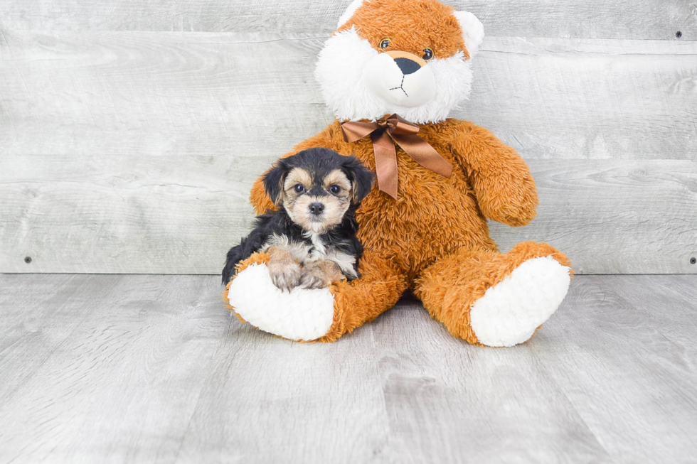 Morkie Puppy for Adoption