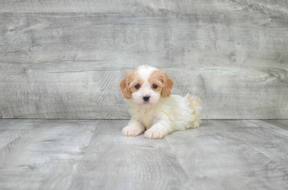 Cavachon Pup Being Cute