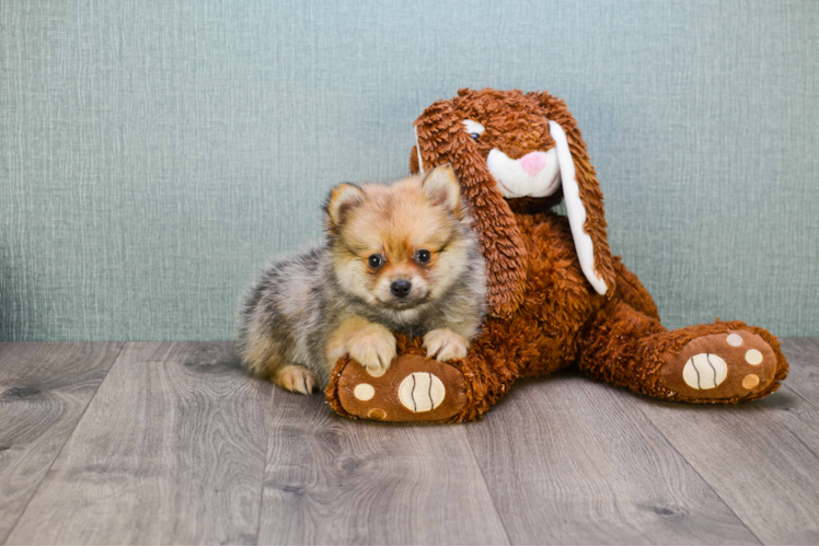 Best Pomeranian Baby