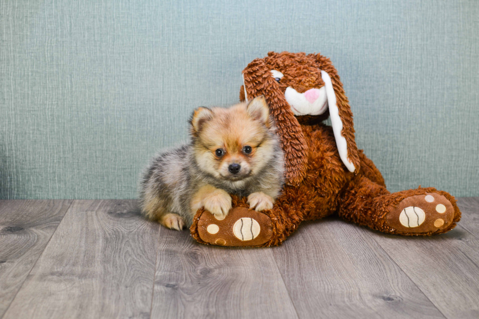 Best Pomeranian Baby