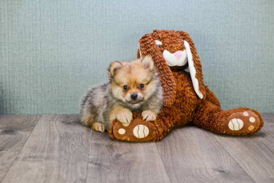 Best Pomeranian Baby