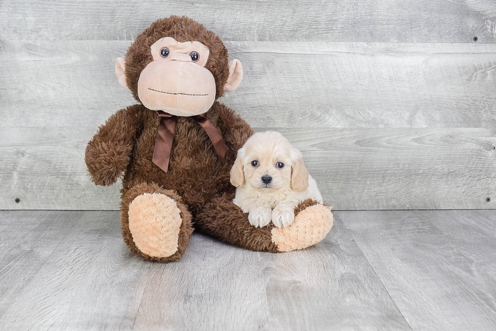 Cavachon Puppy for Adoption