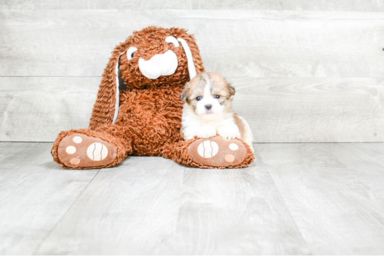 Hypoallergenic Shi Chon Designer Puppy