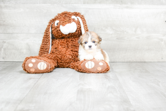 Hypoallergenic Shi Chon Designer Puppy