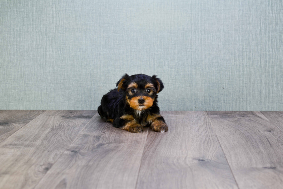 Meet Bella - our Yorkshire Terrier Puppy Photo 