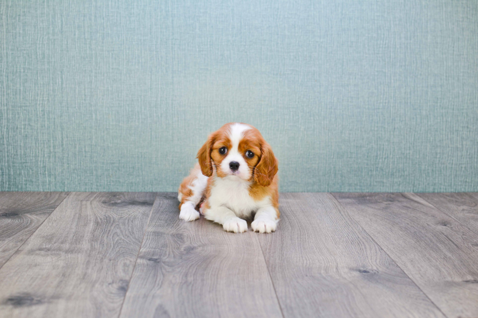 Little Cavalier King Charles Spaniel Baby