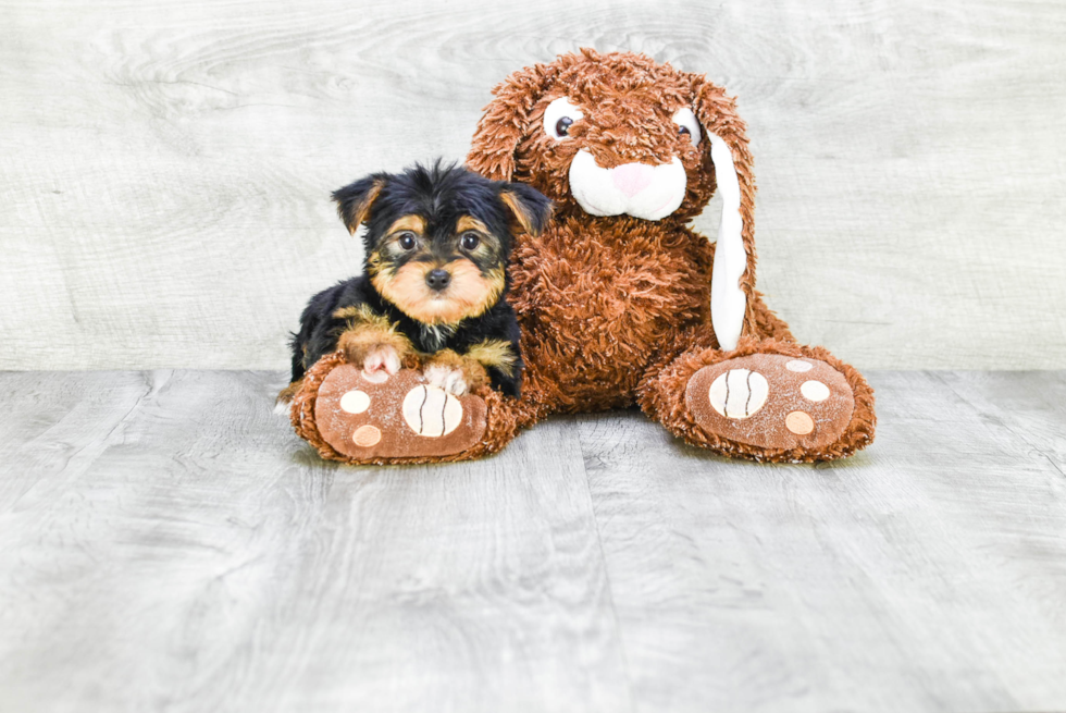 Meet Rebecca - our Yorkshire Terrier Puppy Photo 