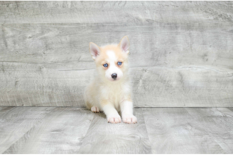 Sweet Pomsky Baby