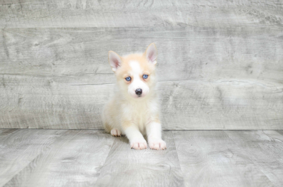 Sweet Pomsky Baby