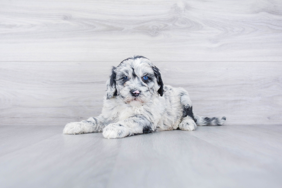 Playful Sheep Dog Poodle Mix Puppy