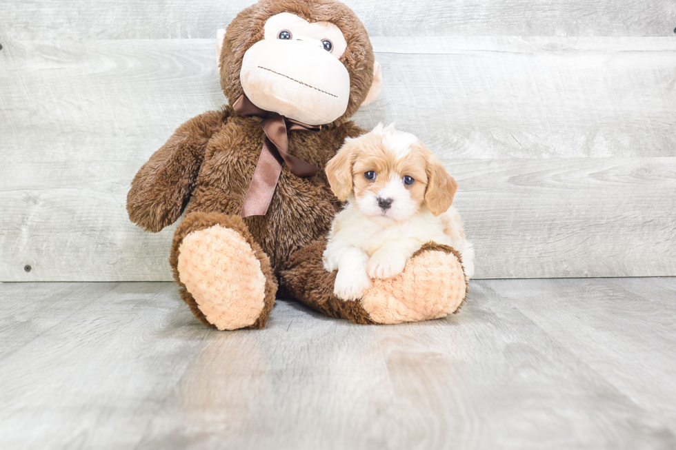 Cavachon Pup Being Cute