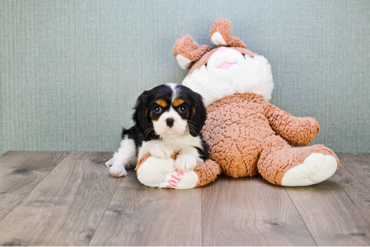 Cavalier King Charles Spaniel Pup Being Cute