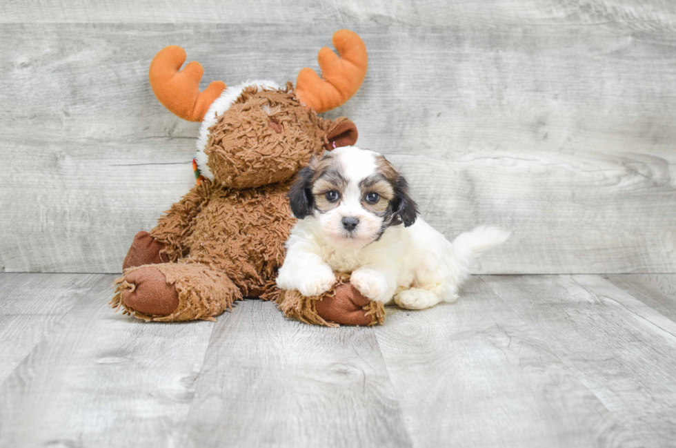 Teddy Bear Pup Being Cute