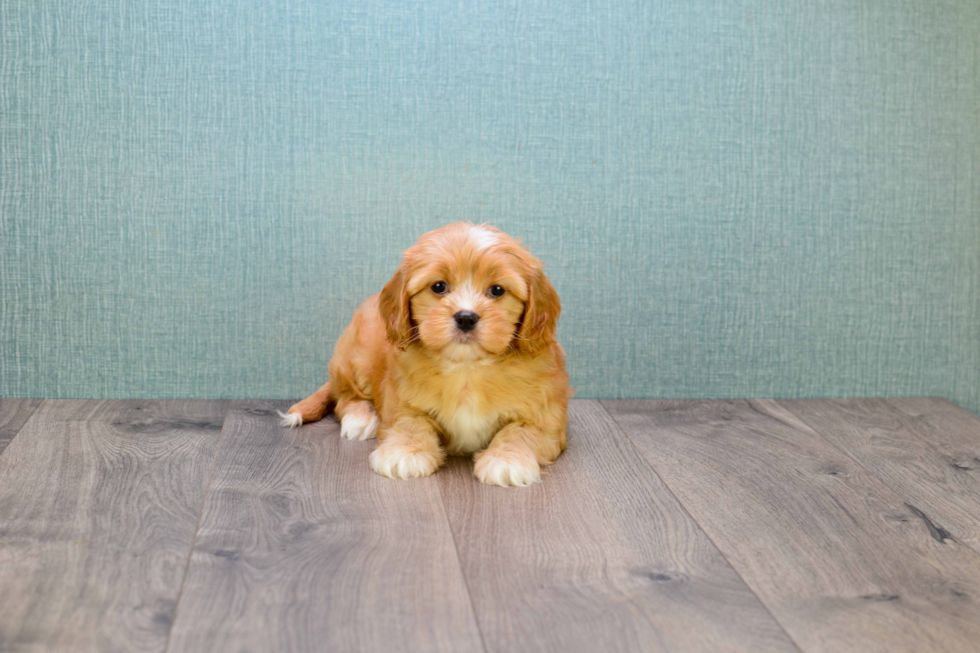 Cavachon Pup Being Cute