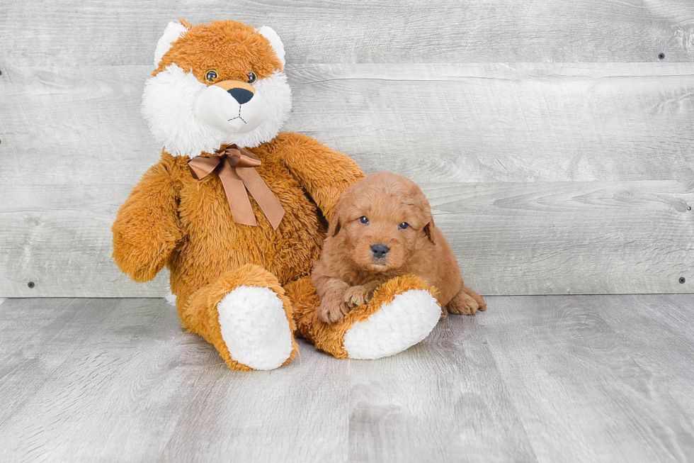 Funny Mini Goldendoodle Poodle Mix Pup