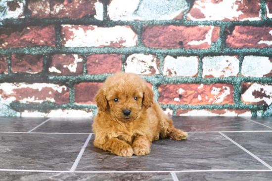 Hypoallergenic Golden Retriever Poodle Mix Puppy