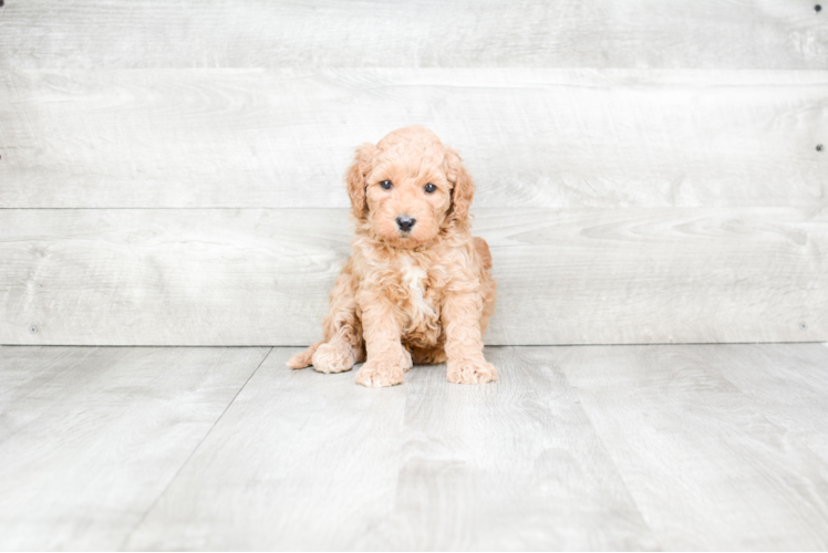 Best Mini Goldendoodle Baby