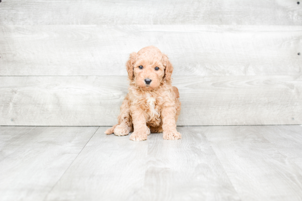 Best Mini Goldendoodle Baby