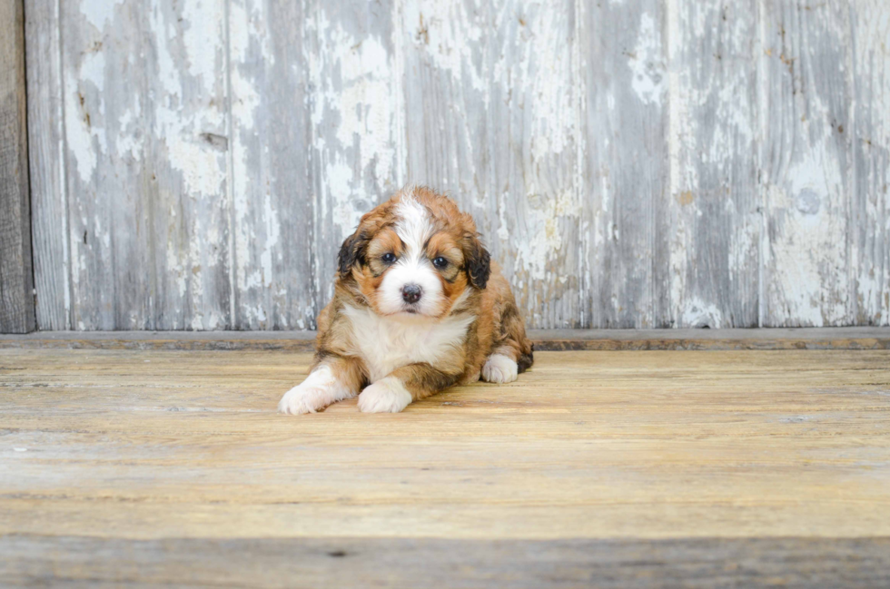 Mini Bernedoodle Pup Being Cute