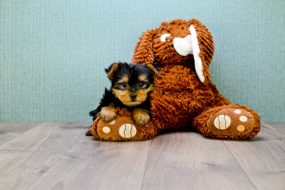 Meet Jeremy - our Yorkshire Terrier Puppy Photo 