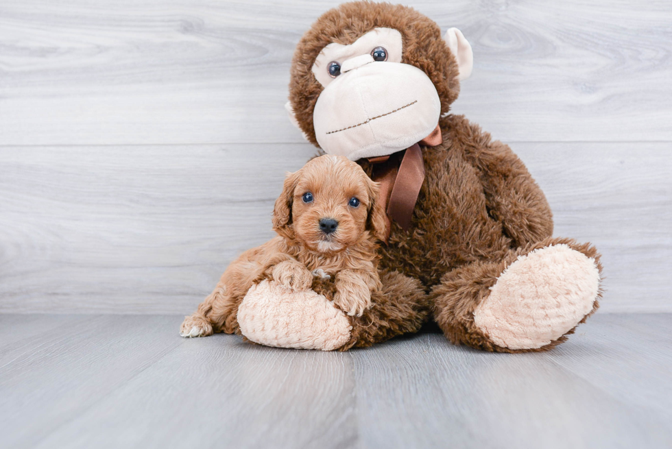 Cavapoo Pup Being Cute