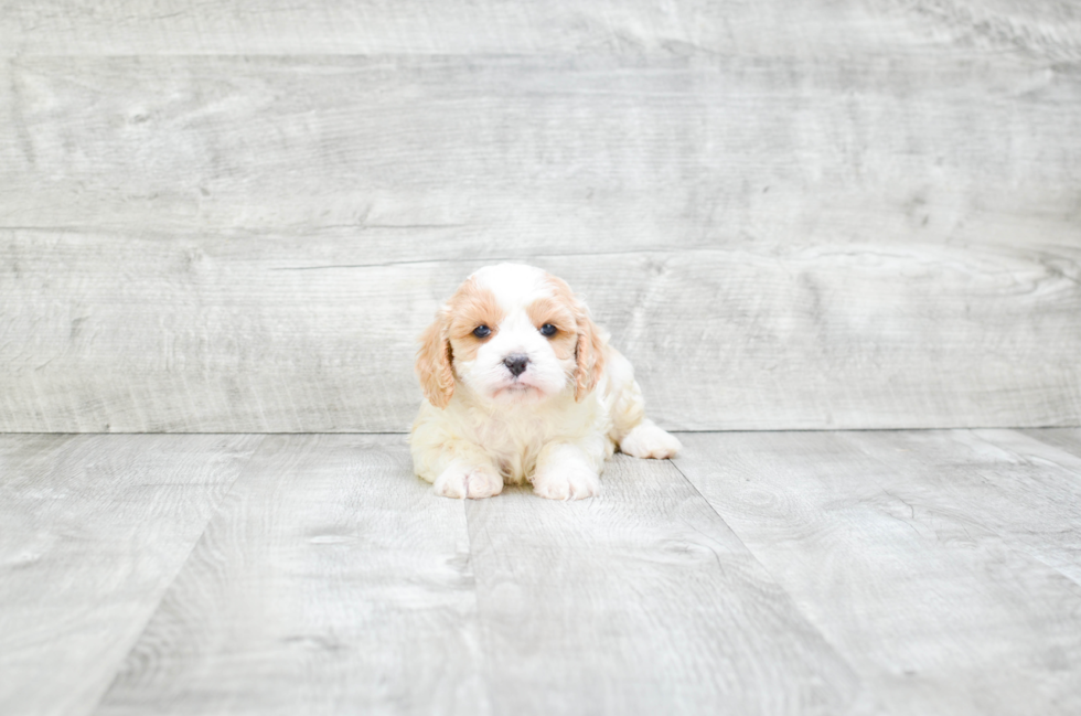 Best Cavapoo Baby