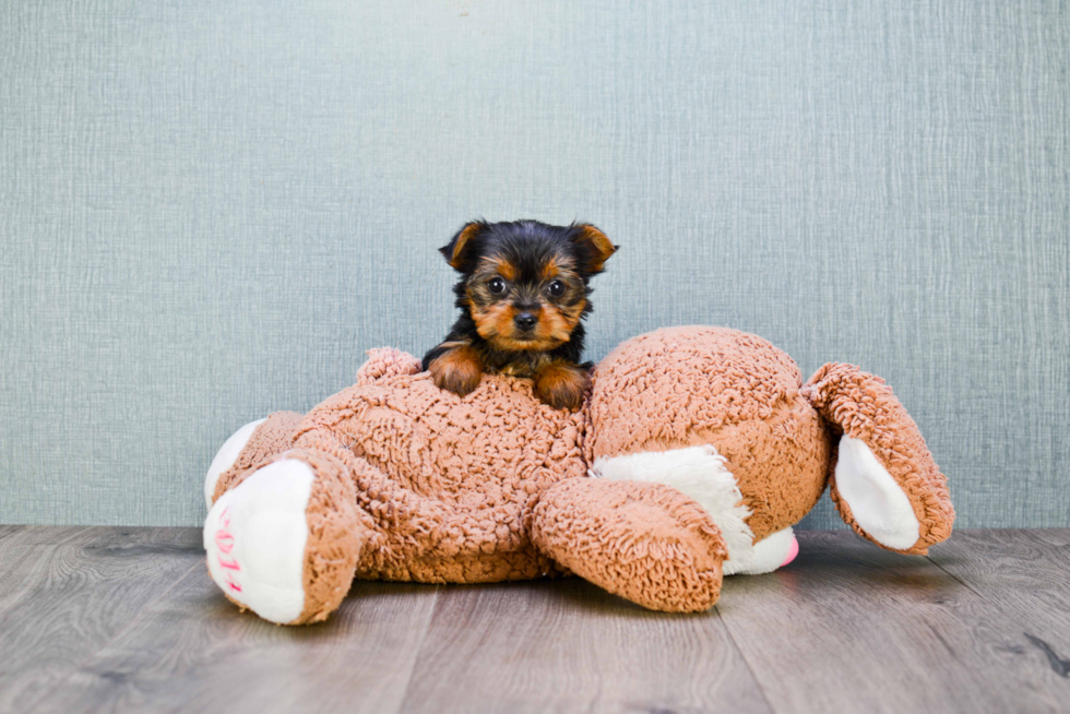 Meet Tinkerbell - our Yorkshire Terrier Puppy Photo 