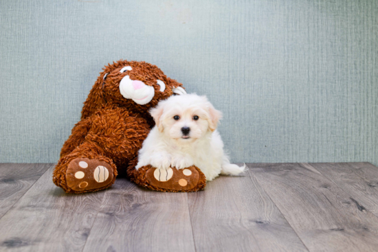 Best Bichon Frise Baby