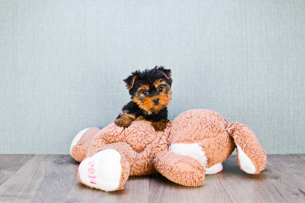 Meet Capone - our Yorkshire Terrier Puppy Photo 