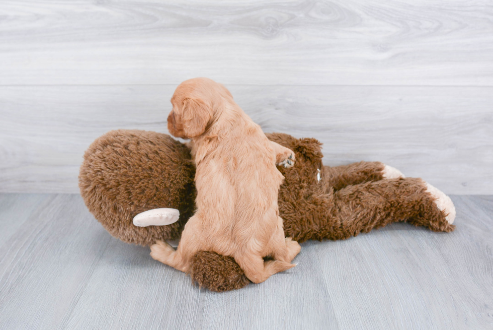 Funny Cavapoo Poodle Mix Pup